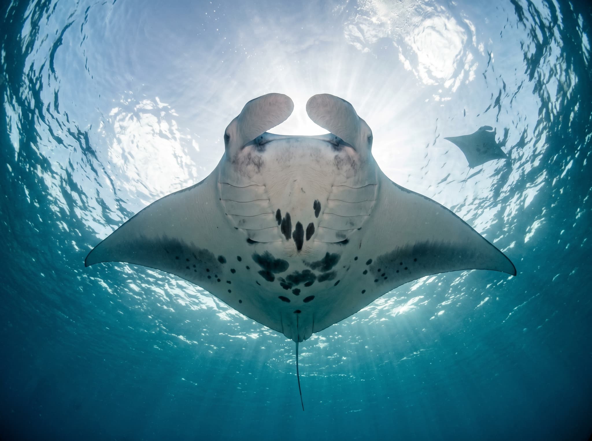 A reef manta ray seen from below against the surface light of the ocean, its distinctive white underbelly and wide wingspan silhouetted against blue water — evoking the scale and presence of the animals that make Manta Alley one of Komodo's most sought-after dive sites