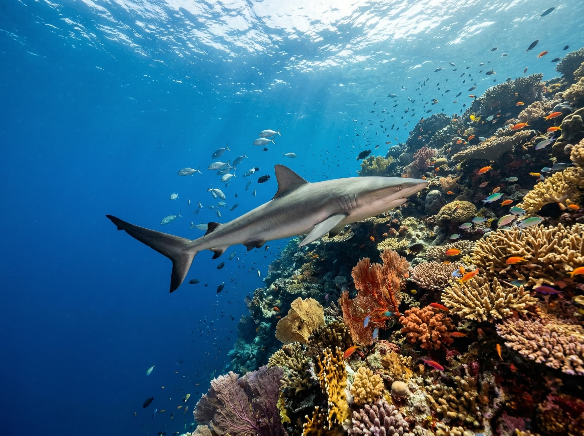 A grey reef shark patrolling the edge of a reef in clear blue water in Raja Ampat — representing the shark encounters the article describes as a defining feature of Blue Magic's pelagic action