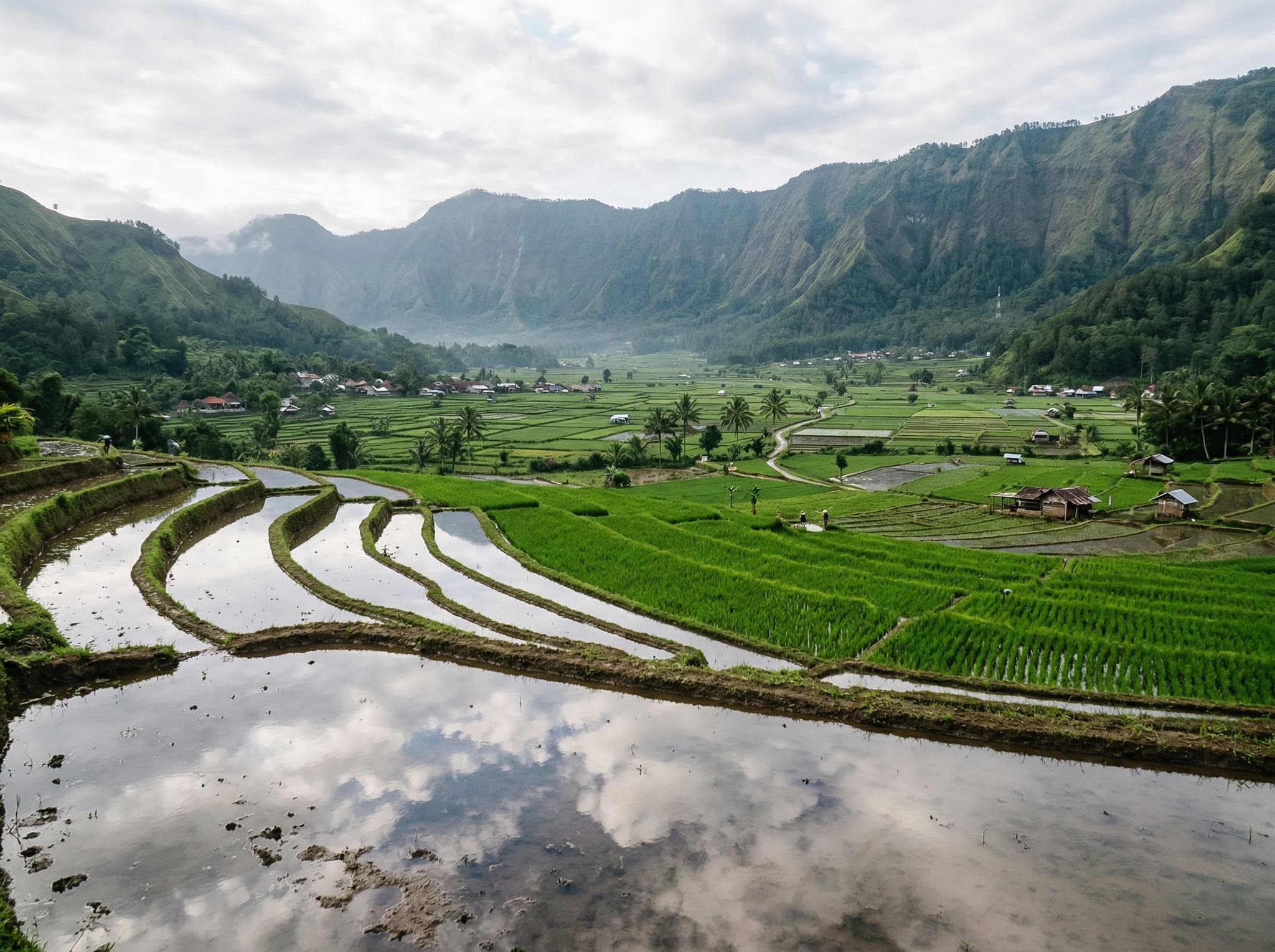 Close ground-level view of the Sembalun Valley rice terraces from Selong Hill — flooded paddies reflecting morning sky or vivid green rows of young rice plants, showing the specific landscape texture that makes this viewpoint famous.