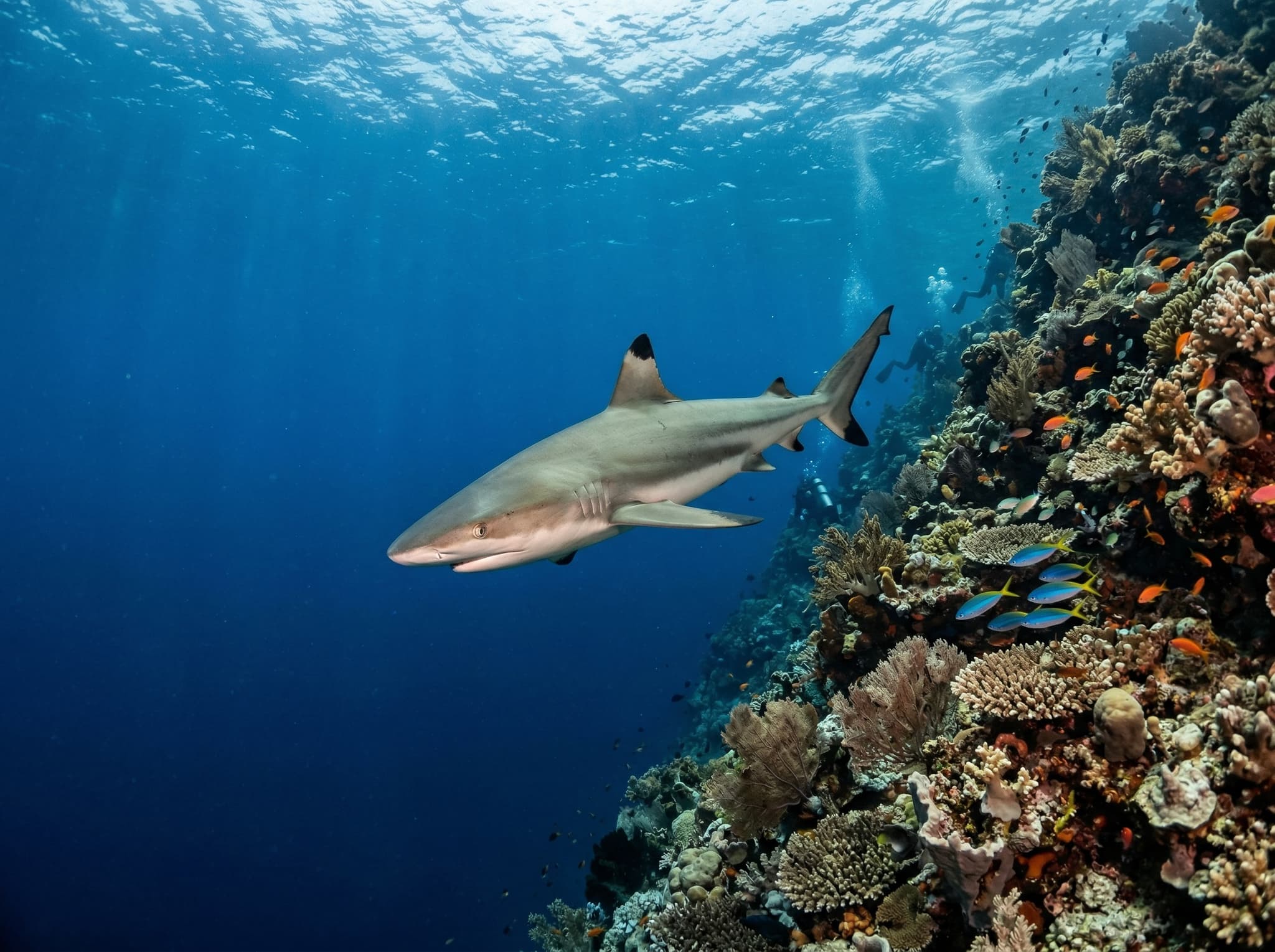 A blacktip reef shark cruising along a deep reef drop-off in Raja Ampat, with open blue water below and coral-encrusted wall to one side, illustrating the large pelagic species divers encounter on strong-current dives at Cape Kri.