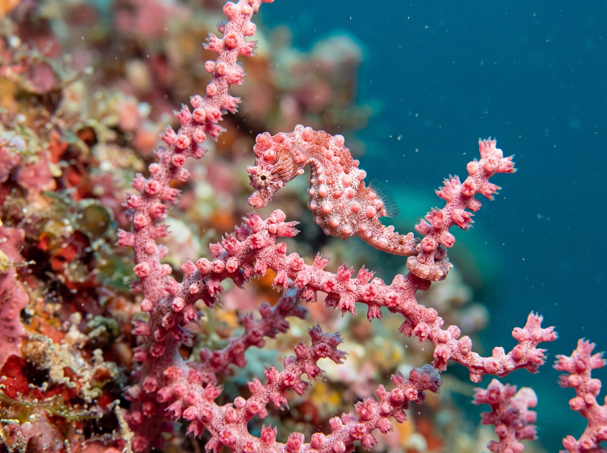 Pygmy seahorse or nudibranch on coral at Chicken Reef near Arborek, Raja Ampat — extreme close-up macro photography showing the tiny, vivid marine life that makes this gentler dive site a favorite for underwater photographers and beginner divers.
