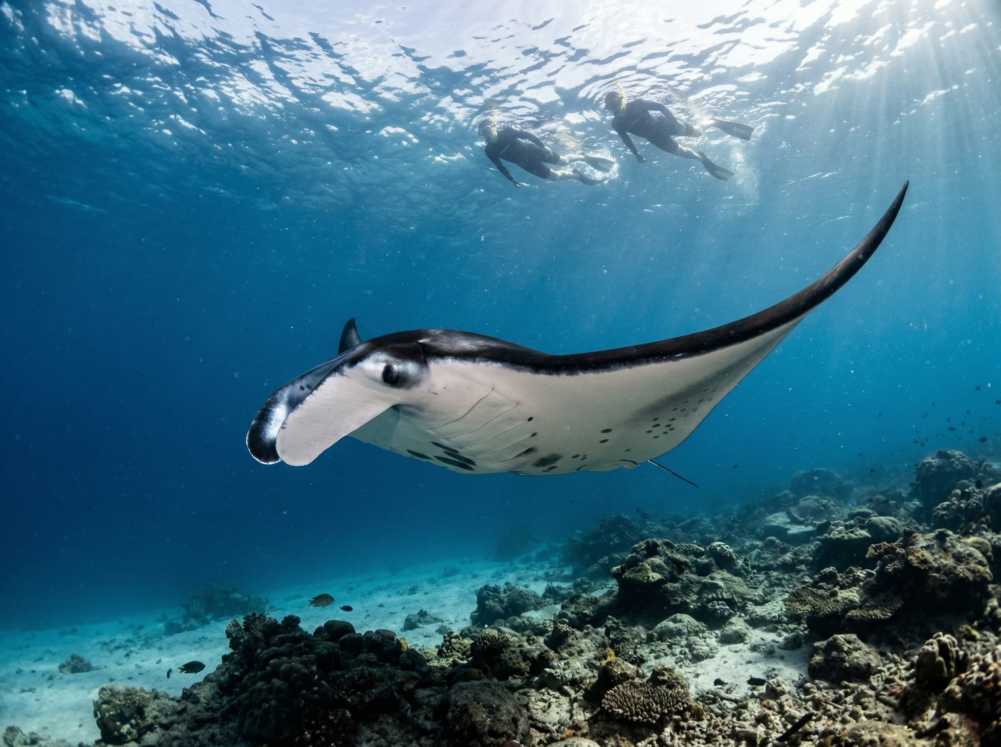 Manta Point off Nusa Penida — an underwater snorkeling or diving shot showing a manta ray in clear blue water, representing the headline day-trip destination accessible from Nusa Lembongan