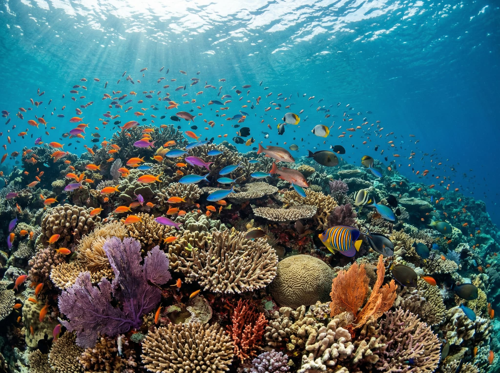 Underwater coral reef scene in Raja Ampat showing dense fish life and coral diversity, illustrating the world-record marine biodiversity that drives all accommodation decisions in this guide