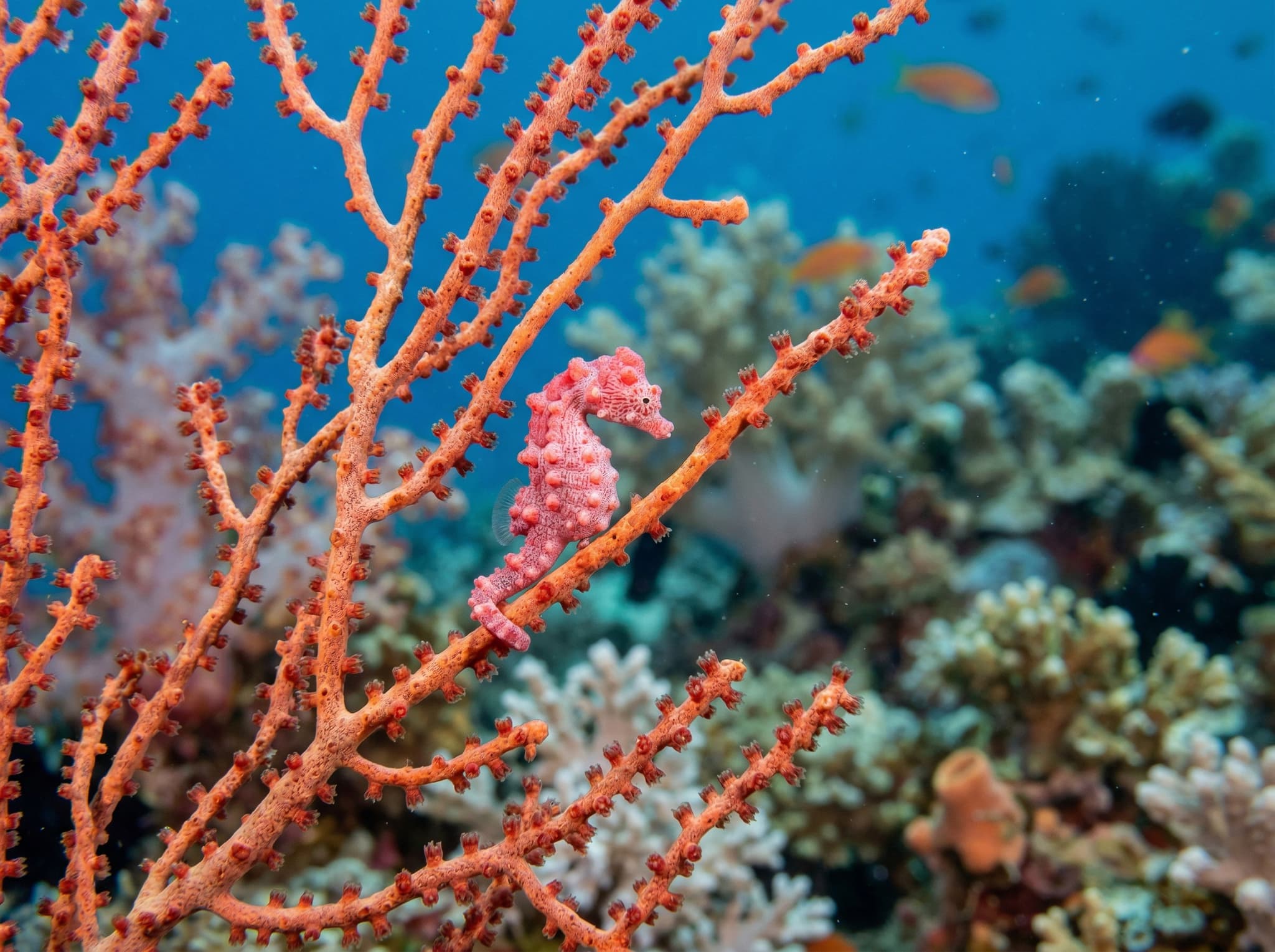 A pygmy seahorse clinging to a gorgonian sea fan at a Raja Ampat reef site — one of the macro highlights guides seek out for divers at Boo Window, representing the exceptional marine biodiversity that distinguishes the Misool region's dive sites.