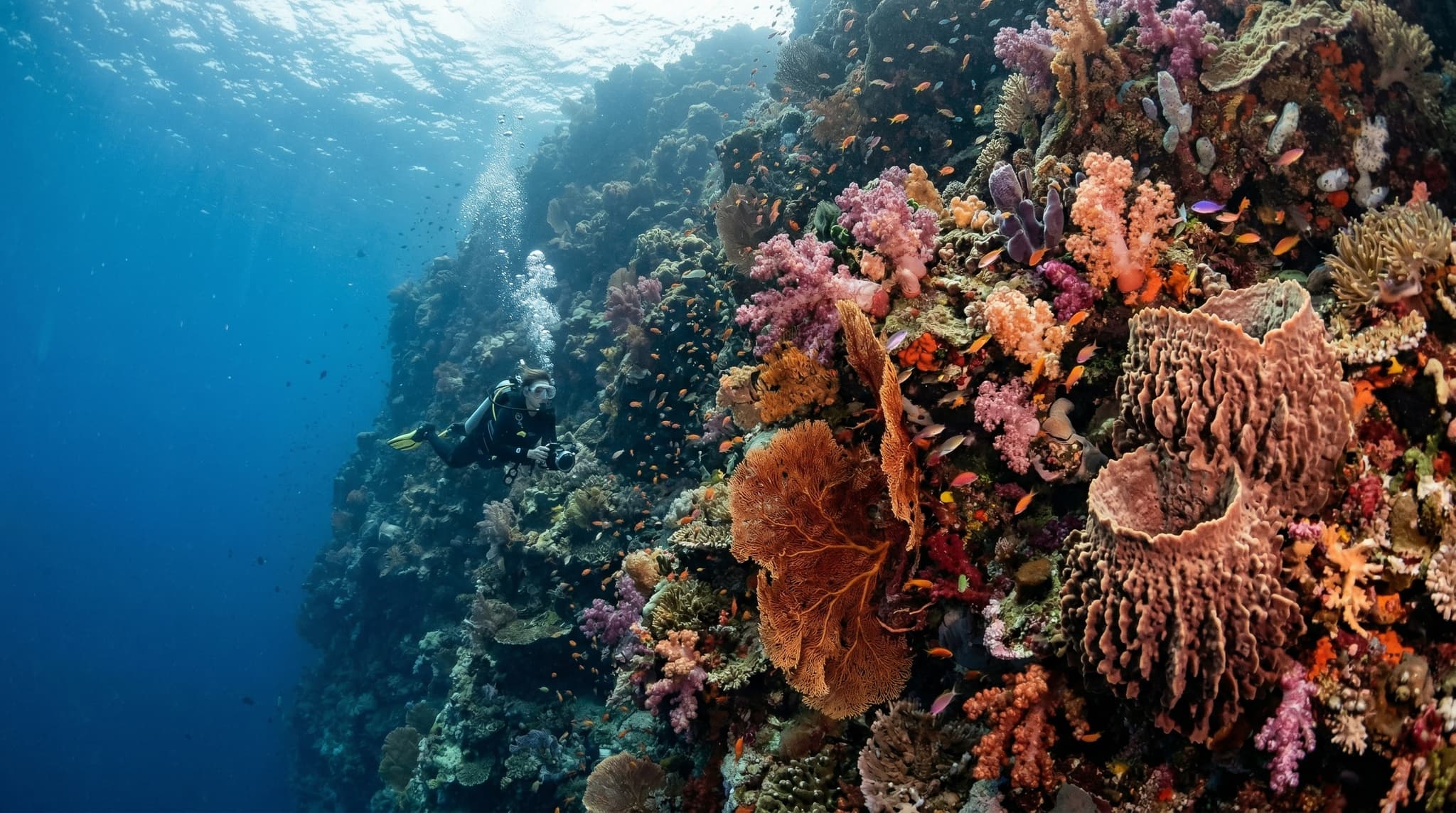 A vibrant underwater view of Friwen Wall in Raja Ampat, showing a sheer coral wall densely covered in soft corals, sea fans, and sponges in vivid oranges, purples, and reds, with a diver in the mid-distance providing scale — illustrating the world-class wall diving the article describes.