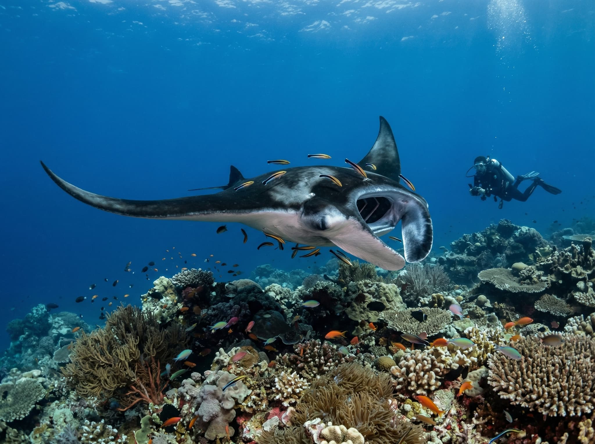 Close encounter with a manta ray at a cleaning station — smaller reef fish visible near the manta's surface — illustrating the cleaning station behaviour described in the diving section