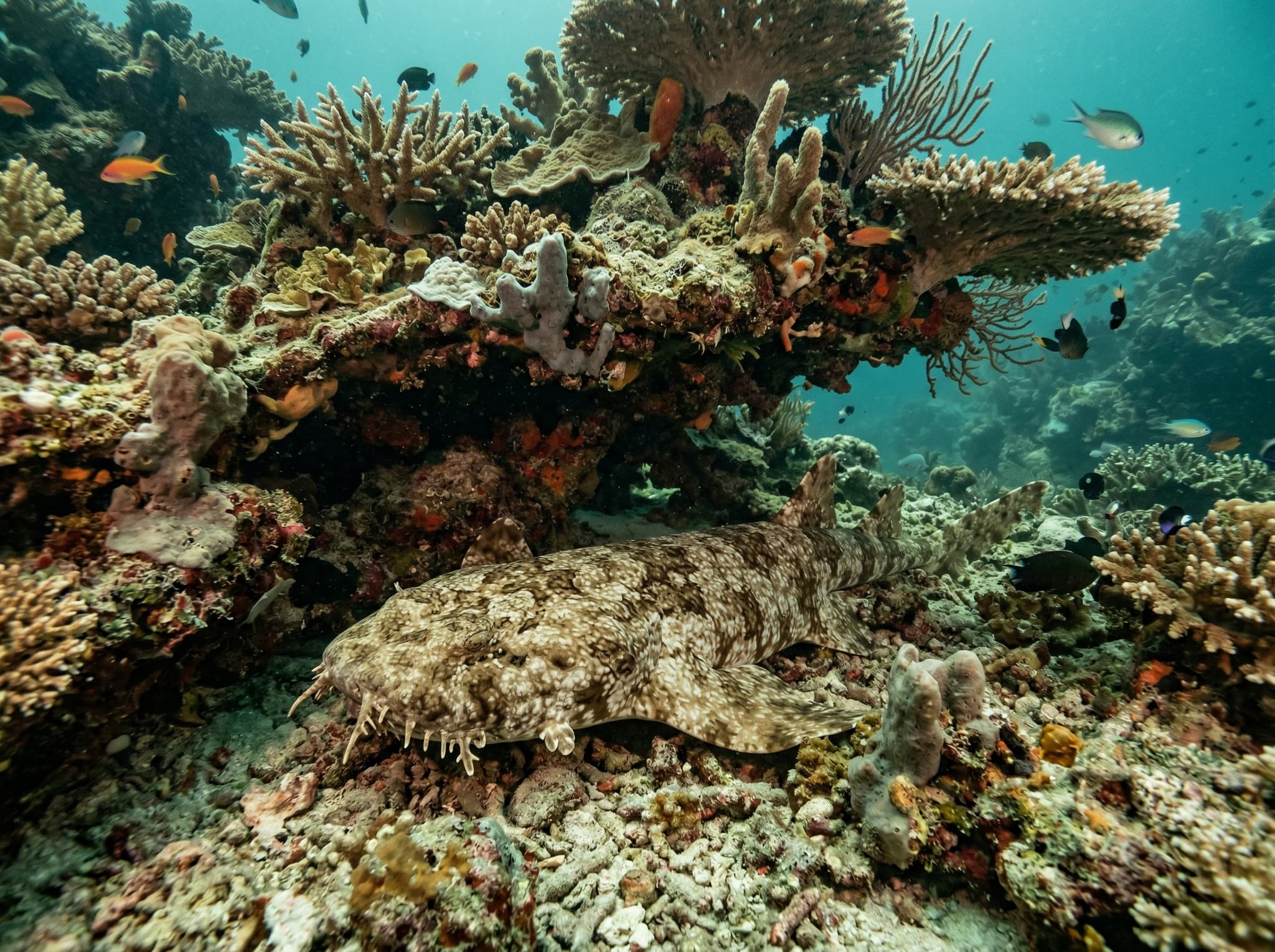 Close-up underwater macro shot of a wobbegong shark resting under a coral ledge in Raja Ampat, its flat camouflaged body blending into the reef — illustrating the 'carpet shark' residents that the article identifies as a reliable highlight of Gam Channel.