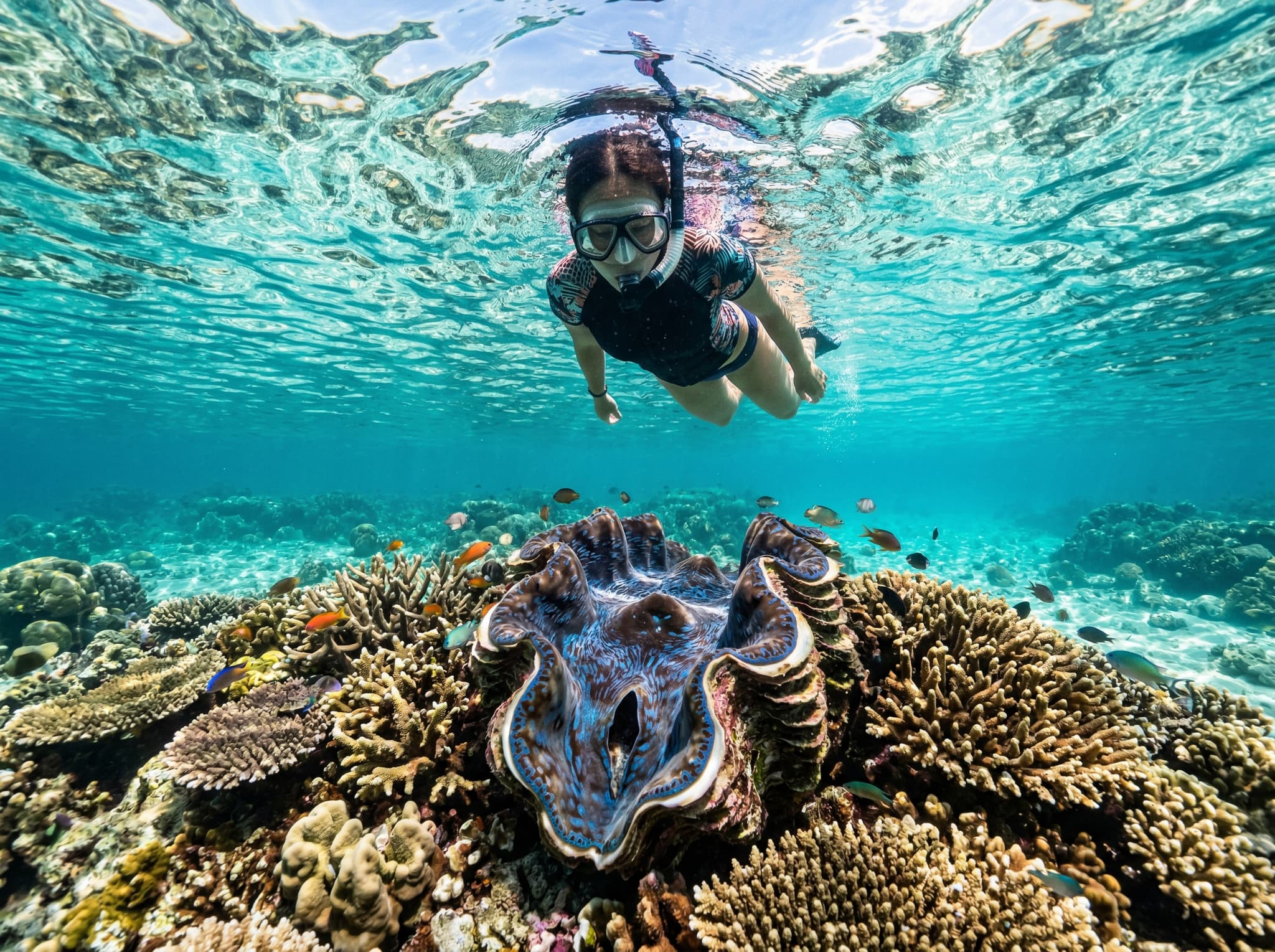 A snorkeler in a rash guard hovering just above a giant clam and table coral in very shallow water in Raja Ampat — illustrating the article's point that Gam Channel's best marine life is accessible within a meter of the surface, requiring no diving.