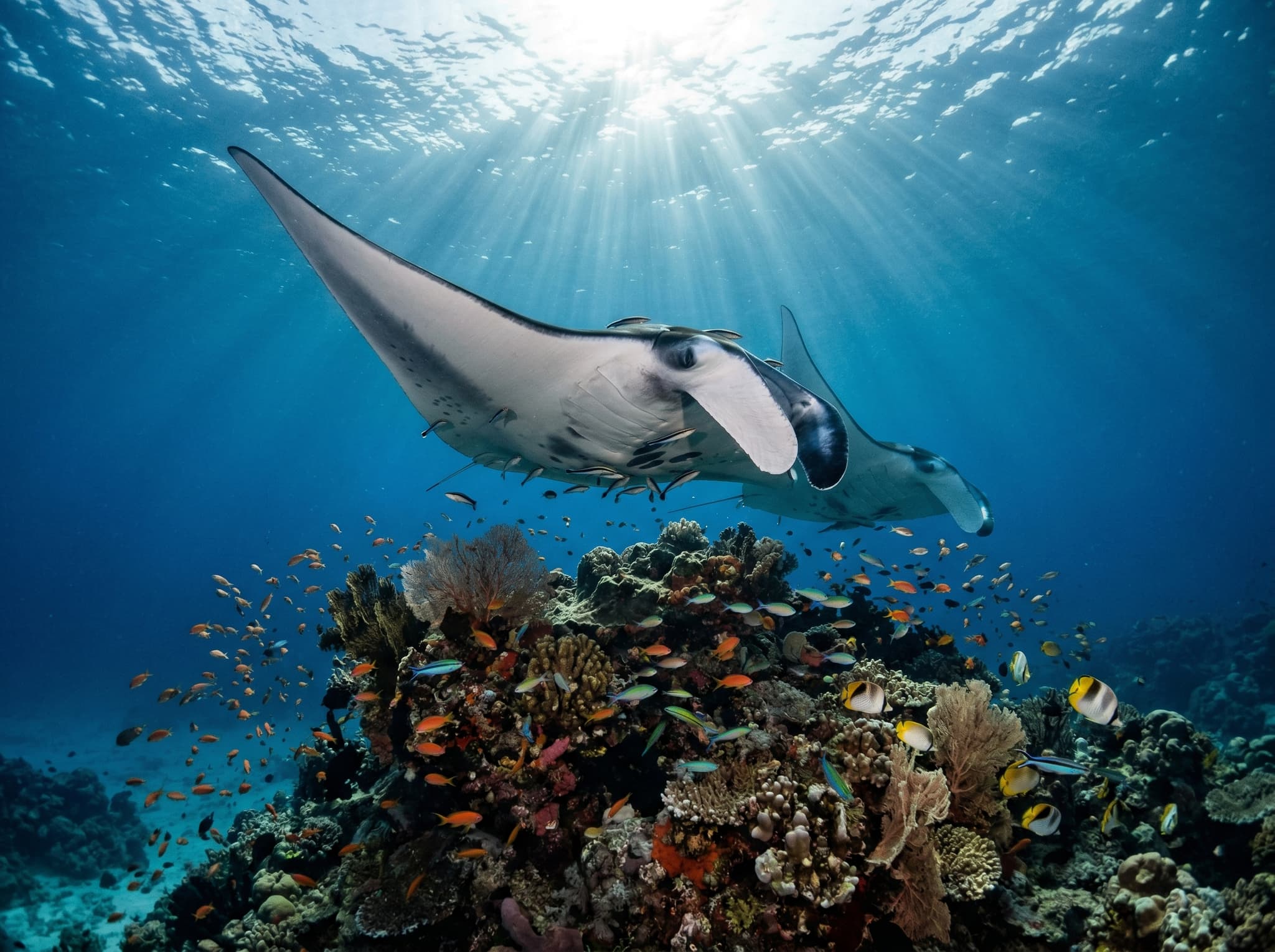 Manta rays circling a submerged cleaning station in Raja Ampat — illustrating Magic Mountain dive site and the documented manta ray population recovery inside the Misool Marine Reserve