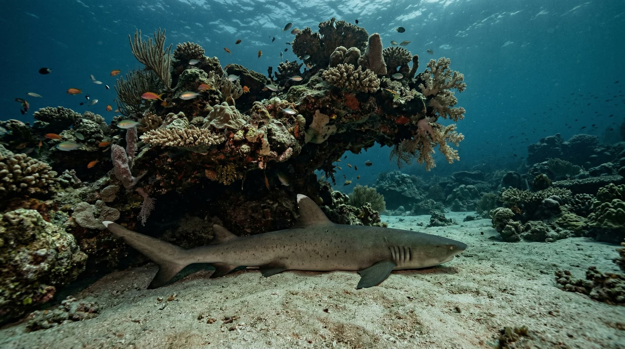 Shark Point: Gili Islands' Best Dive Site for Reef Sharks
