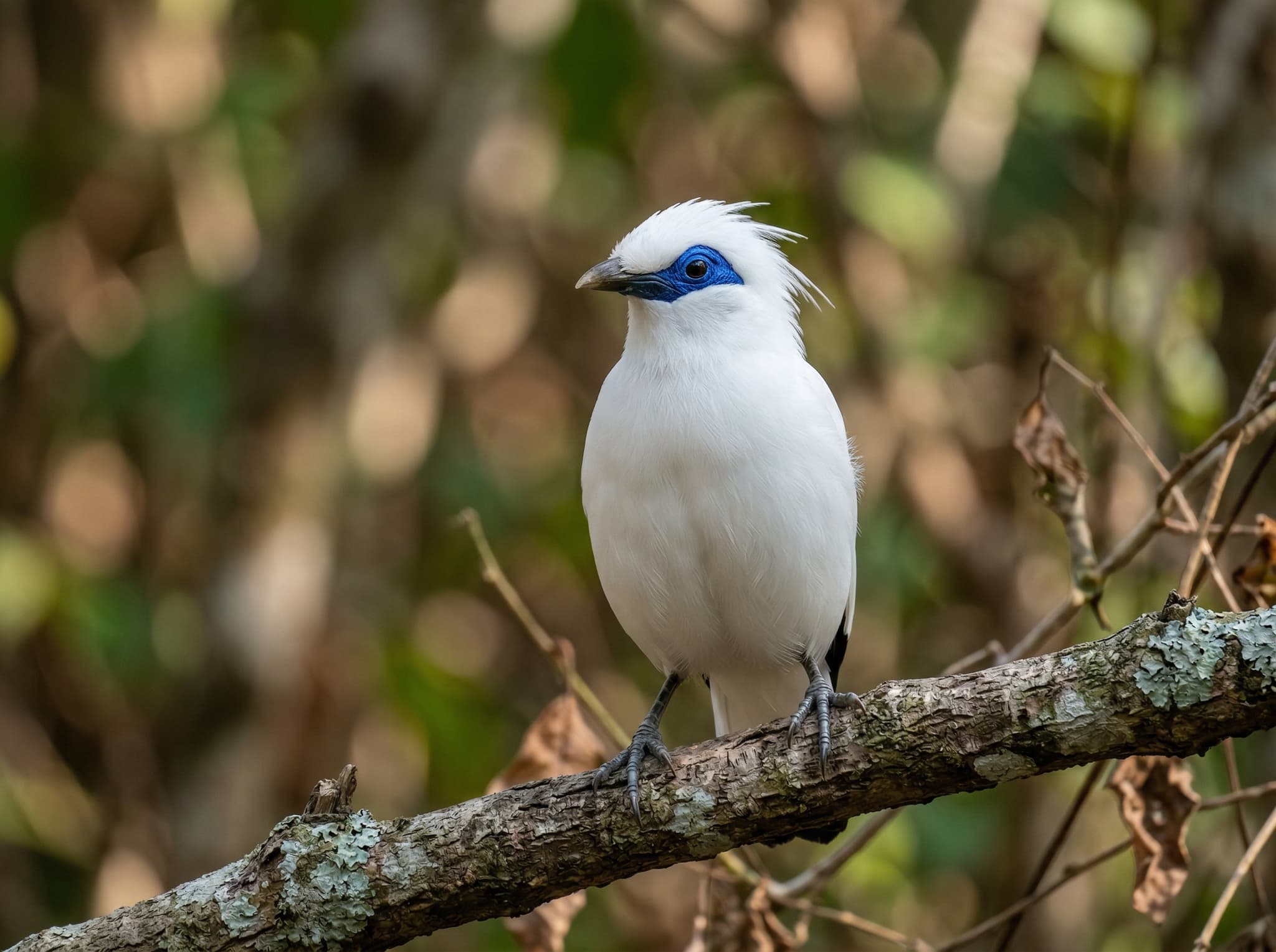 A Bali starling (Leucopsar rothschildi) perched in forest vegetation — the critically endangered white bird with vivid blue eye-patches that is the park's most iconic wildlife and a focal point of the mainland trekking section
