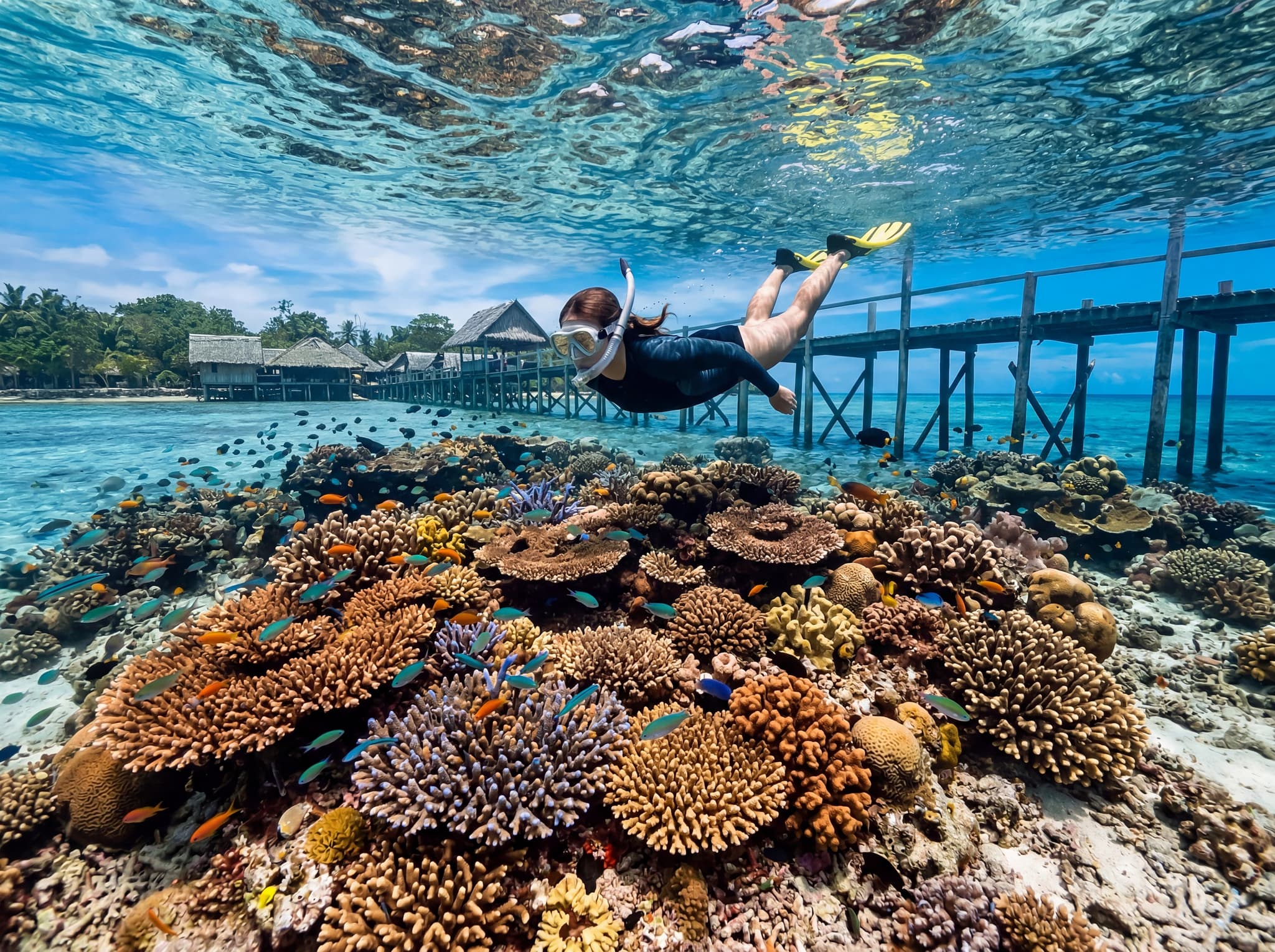 Snorkeler hovering above dense, shallow hard coral gardens in Raja Ampat's Dampier Strait — illustrating the accessible, boat-free house reef snorkeling directly off Arborek's jetty, with the reef's characteristic clarity and biodiversity visible