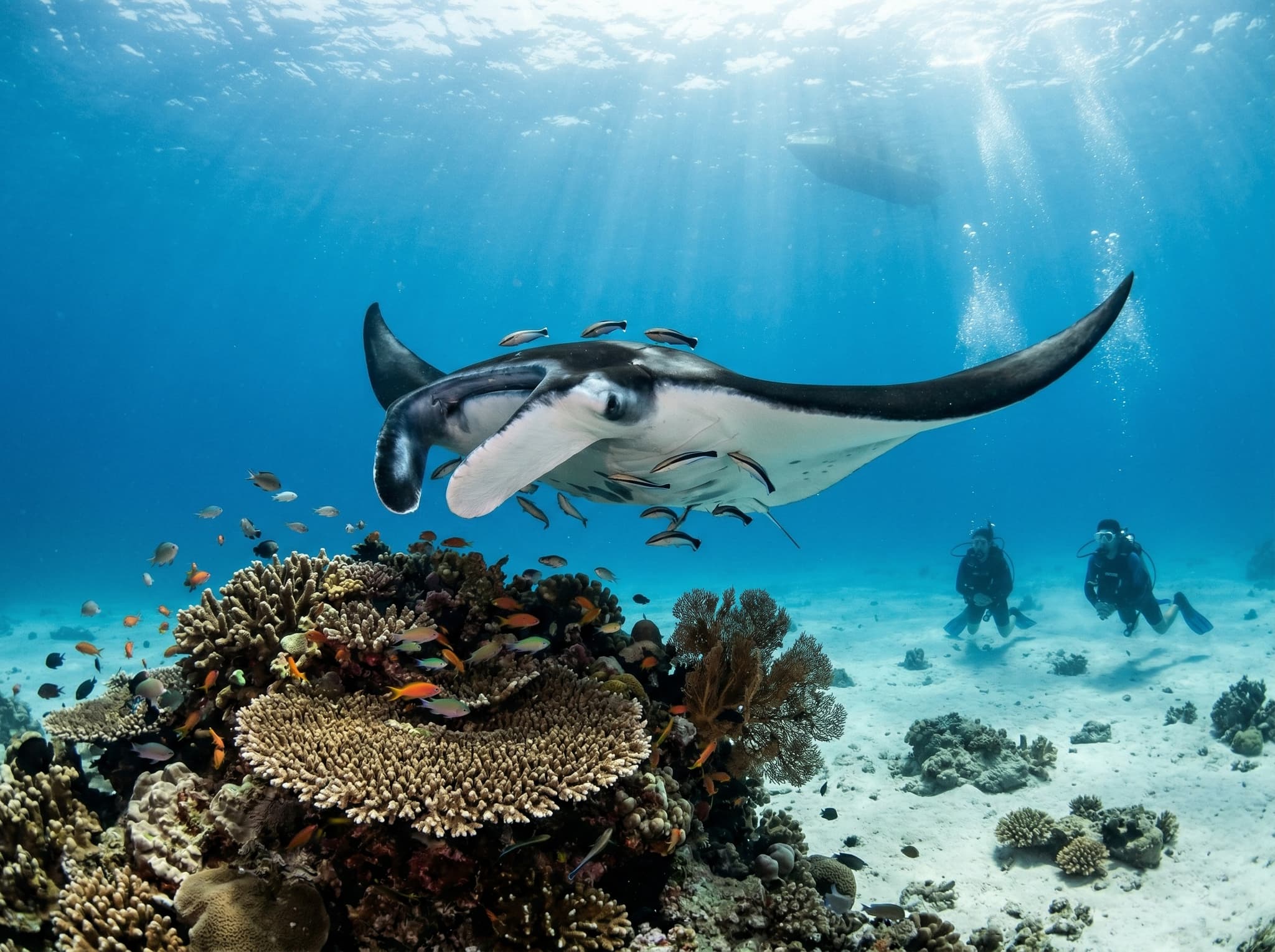 Manta ray gliding through blue water at a cleaning station in Raja Ampat — representing the Manta Sandy site near Arborek where reef mantas gather reliably between October and April, the primary dive excursion offered by Arborek homestays