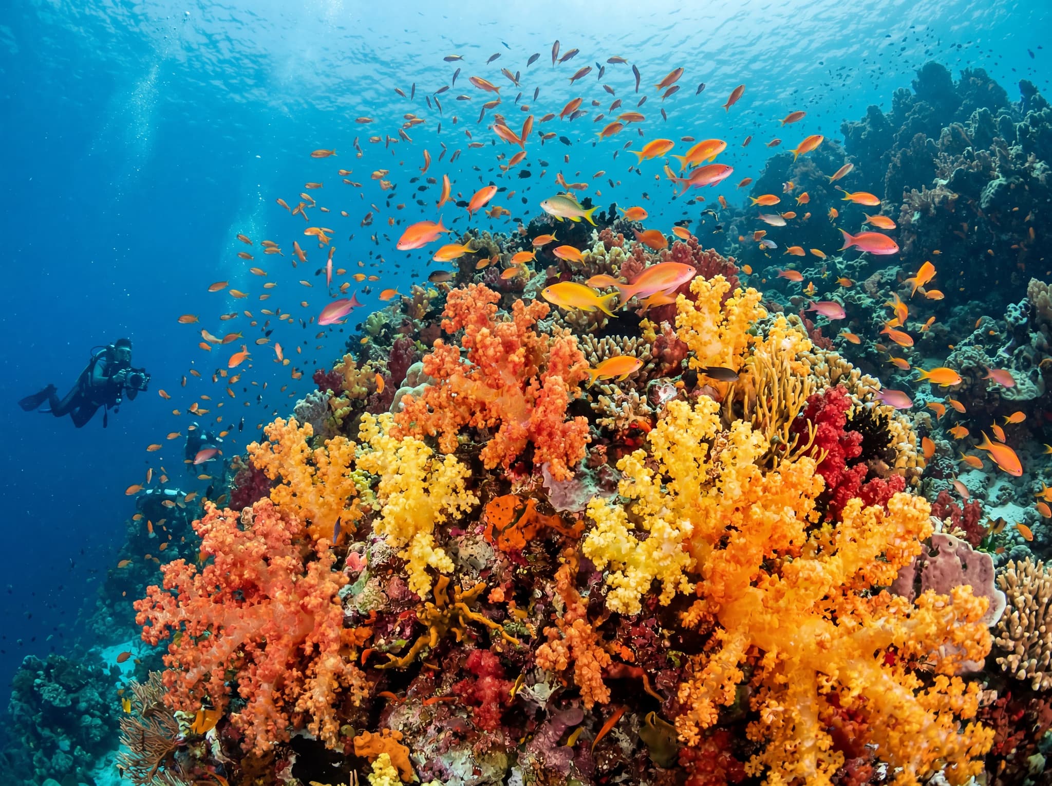 Underwater view of vivid orange and yellow soft corals at Citrus Ridge, Raja Ampat, with reef fish visible in the water column — showing the signature dive site at Gam's western tip that gives the site its name