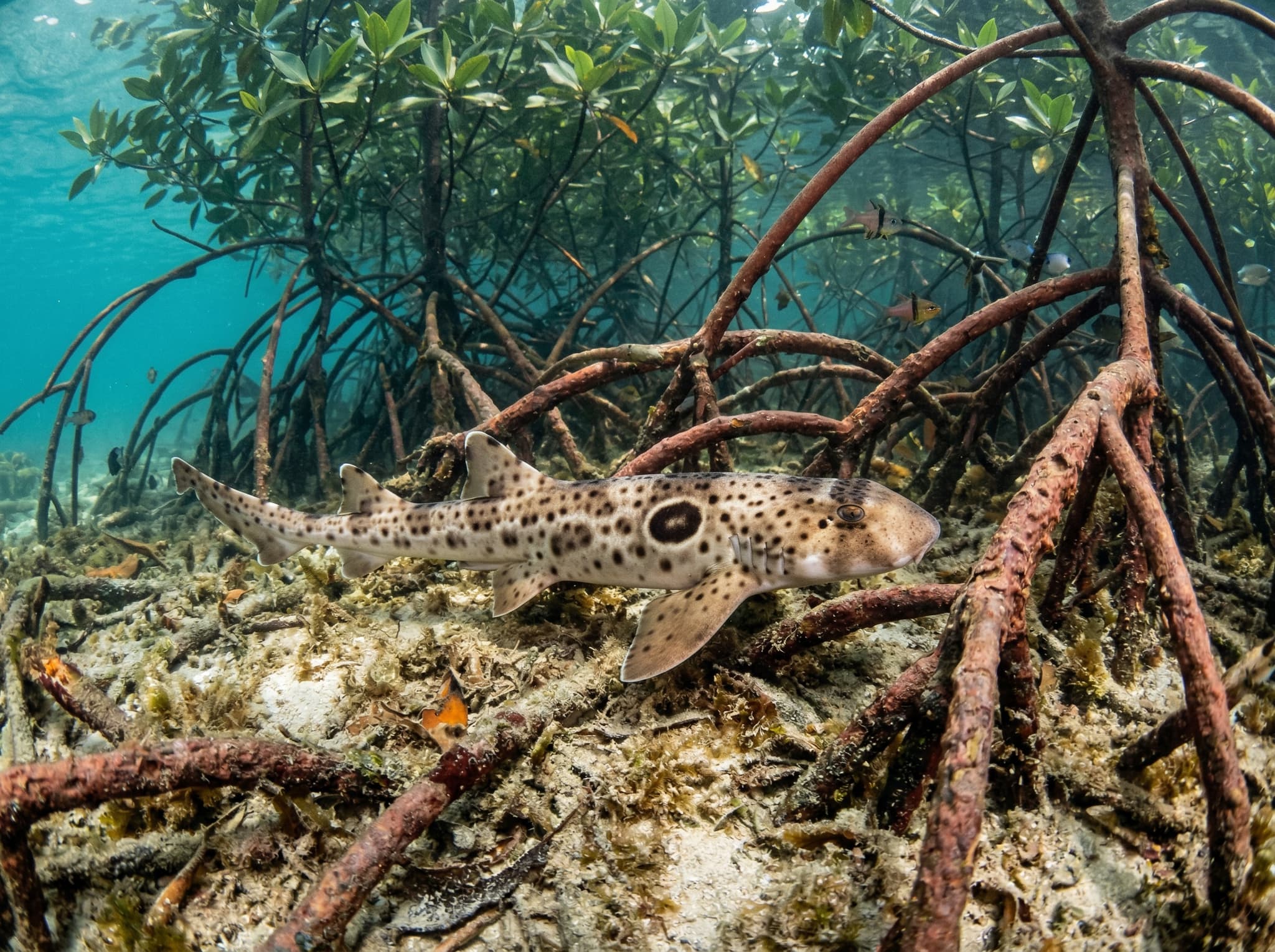 An epaulette walking shark moving along the seafloor or mangrove roots in shallow water in Raja Ampat — illustrating the unusual marine life found at Blue Water Mangroves near Sawinggrai, one of the article's highlighted dive sites