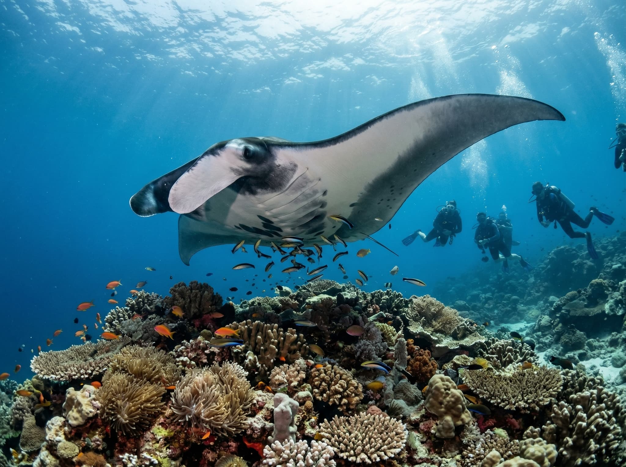 Oceanic manta ray gliding over a reef cleaning station at Manta Point, Nusa Penida — illustrating one of the world's most reliable manta ray dive and snorkel sites described in the underwater section of the article