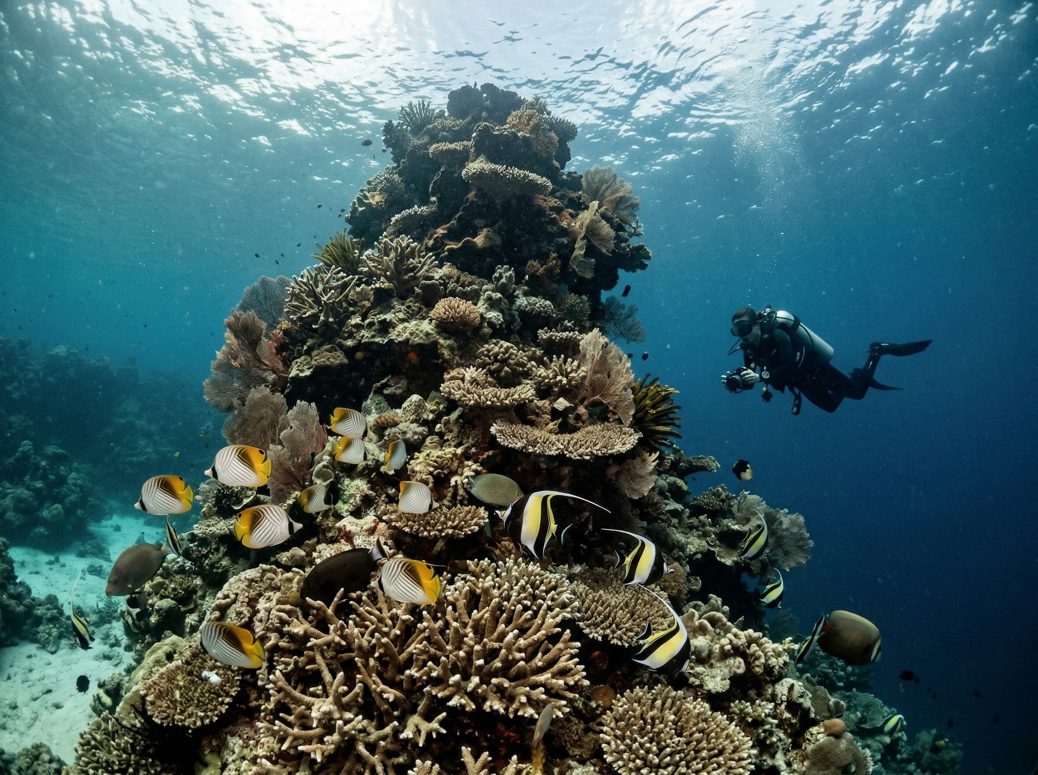 Underwater view of the Turtle Heaven pinnacle coral formation at Gili Meno, showing the reef structure with butterflyfish and Moorish idols, conveying the biodiversity that surrounds the turtle encounters